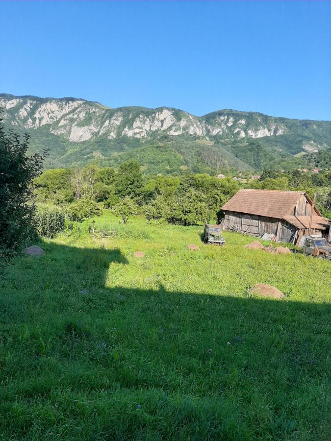 Pensiunea Codru Sălciua de Jos Extérieur photo
